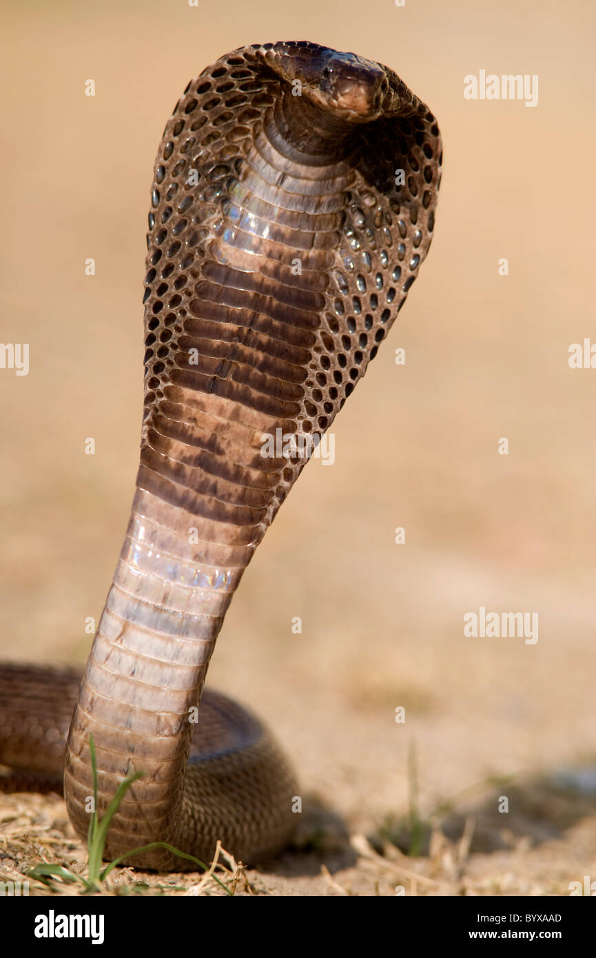 Egyptian cobra Snake Naja haje India Stock Photo