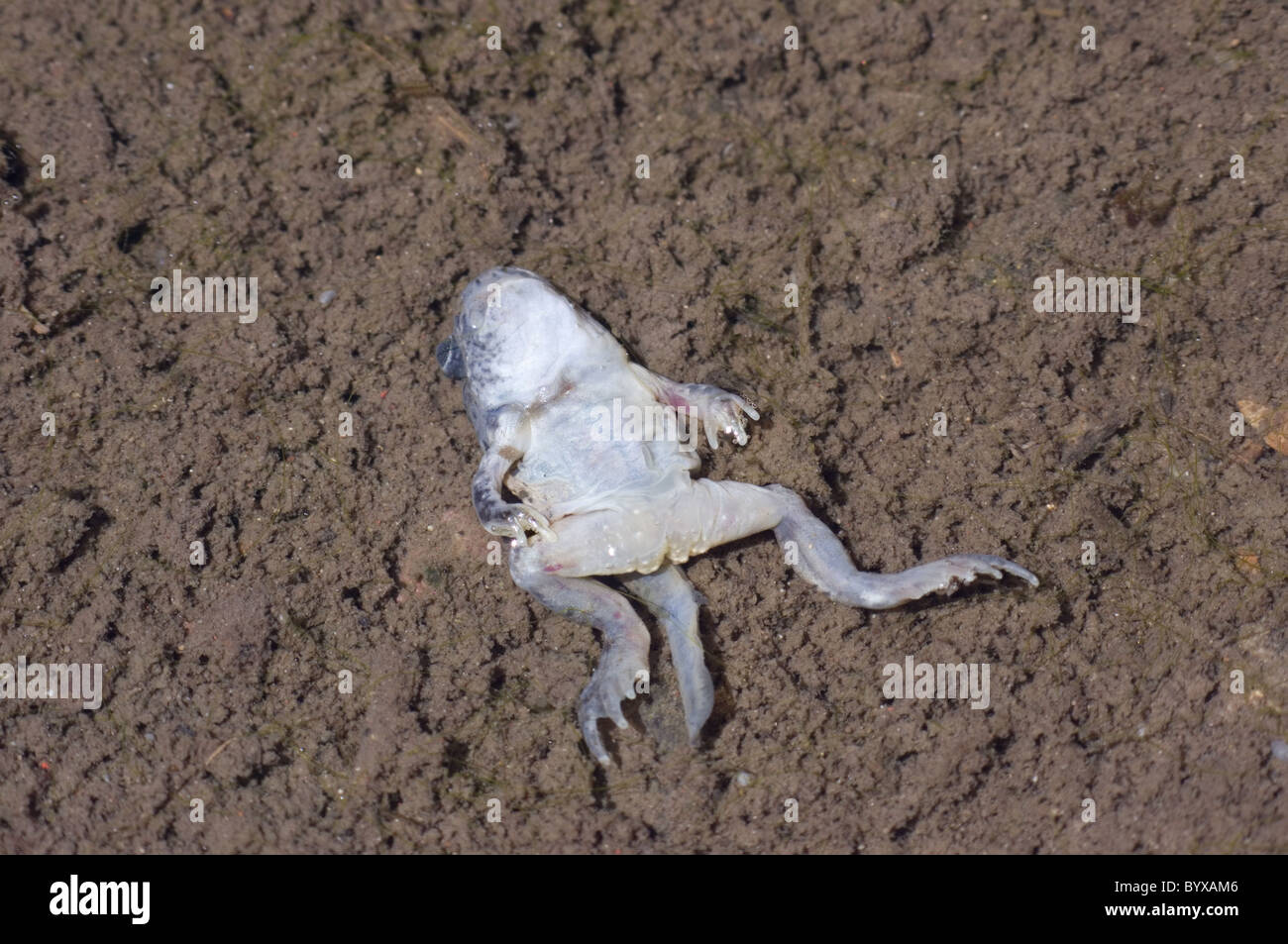 Dead Tadpole of New Mexico Spadefoot Toad (Spea multiplicata Stock