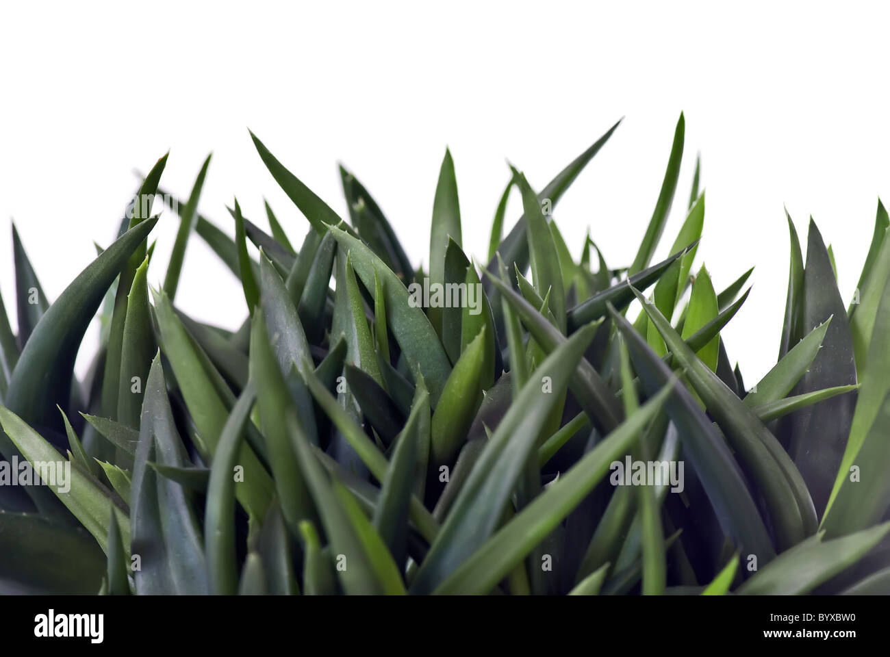 aloe vera makes skin dry Buy Pure Aloe Vera Gel for Face, Hair & Skin Hydration main image 0