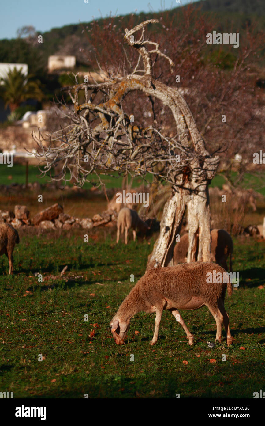 Sheep grazing on a field Stock Photo