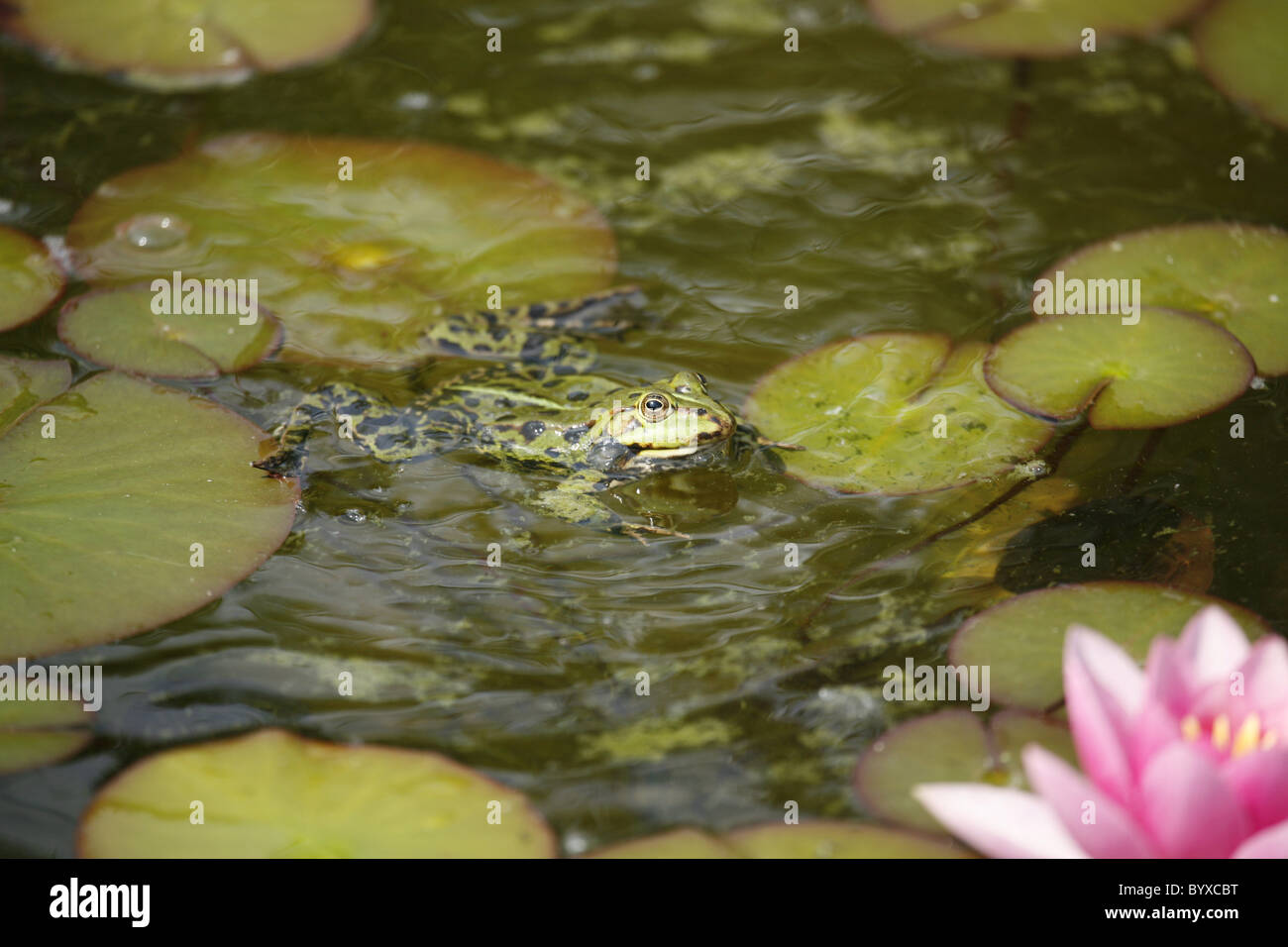 Wasserfrosch / frog Stock Photo