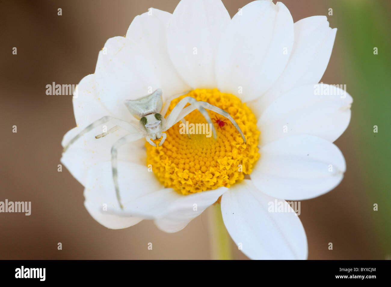 Crab spider.Thomisus onustus Lesvos Greece Stock Photo