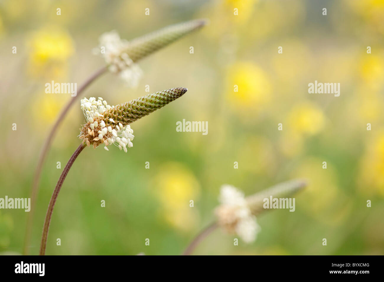 Ribwort Plantago lanceolata Lesvos Greece Stock Photo