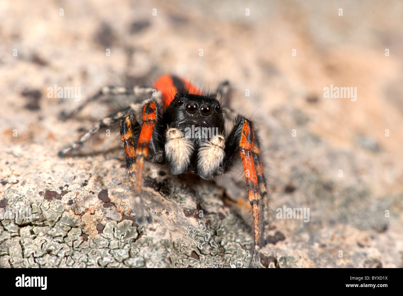 Jumping spider Philaeus chrysops Lesvos Greece Stock Photo