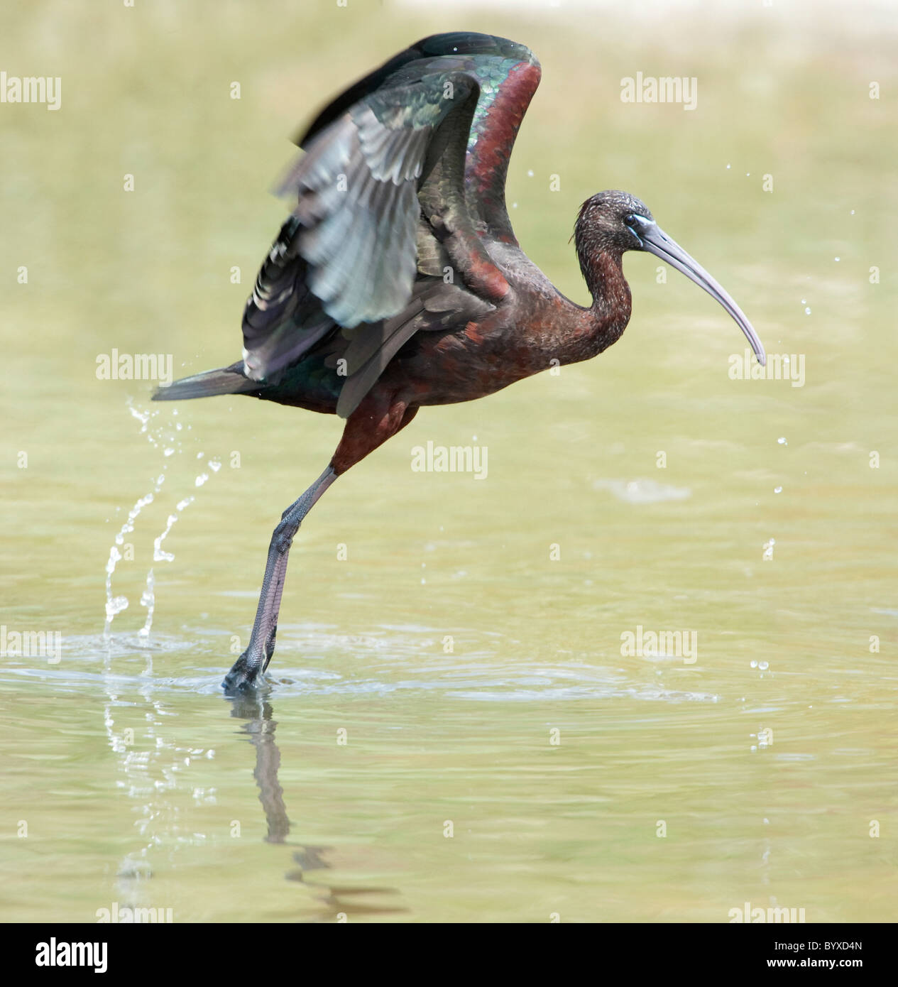 Glossy Ibis Plegadis falcinellus Lesvos Greece Stock Photo