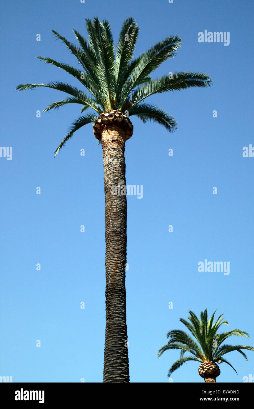 Palm trees in the Doña Casilda Iturrizar park, Bilbao, Spain Stock Photo