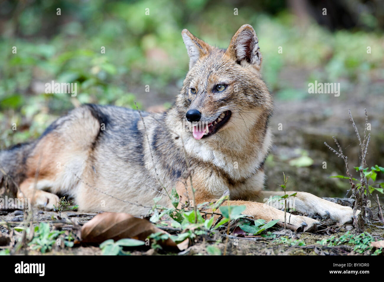 Golden Jackal Canis aureus laying woodland India Stock Photo