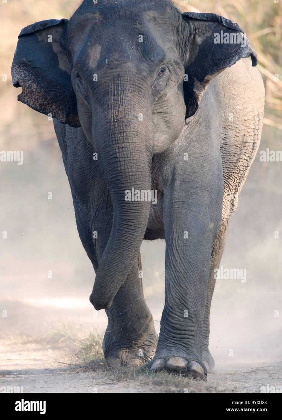 Asian Elephant Elephas maximus Charging India Stock Photo