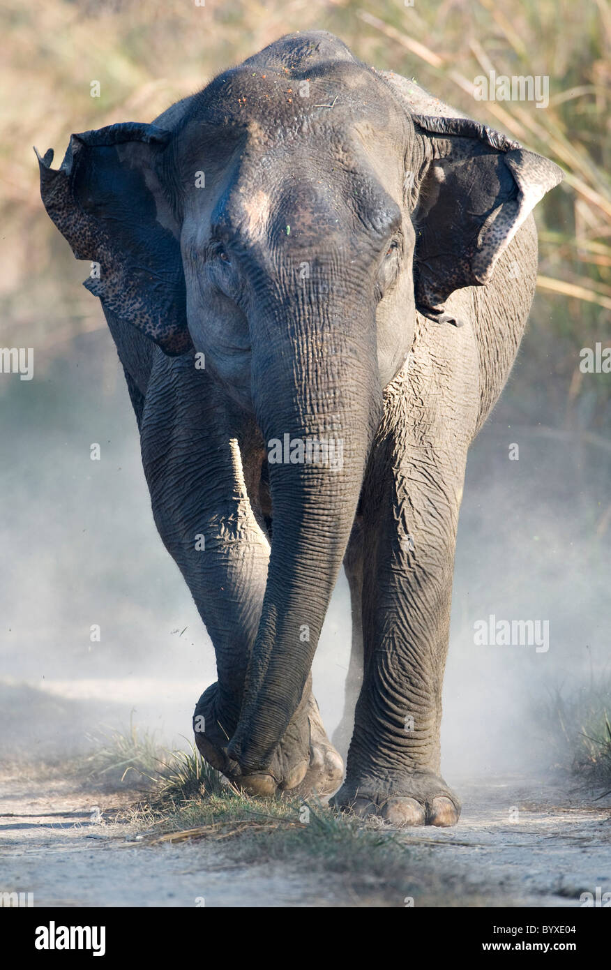 Asian Elephant Elephas maximus Charging India Stock Photo