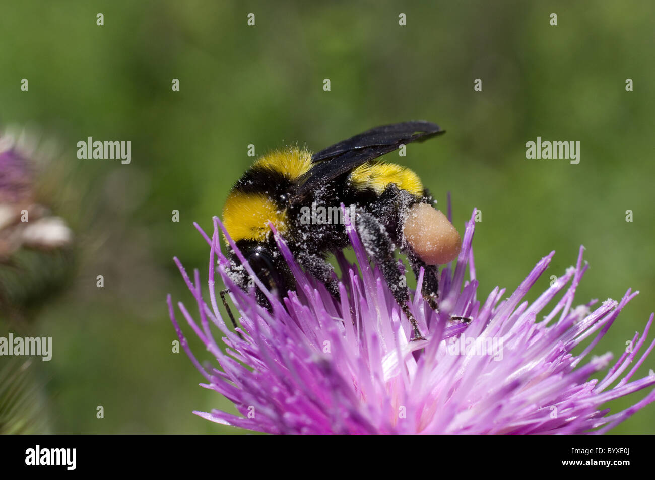 Bumble bee (Bombus sp) with a big corbicula (pollen basket) over a Plume thistle (Cirsium sp) flower in Mexico Stock Photo