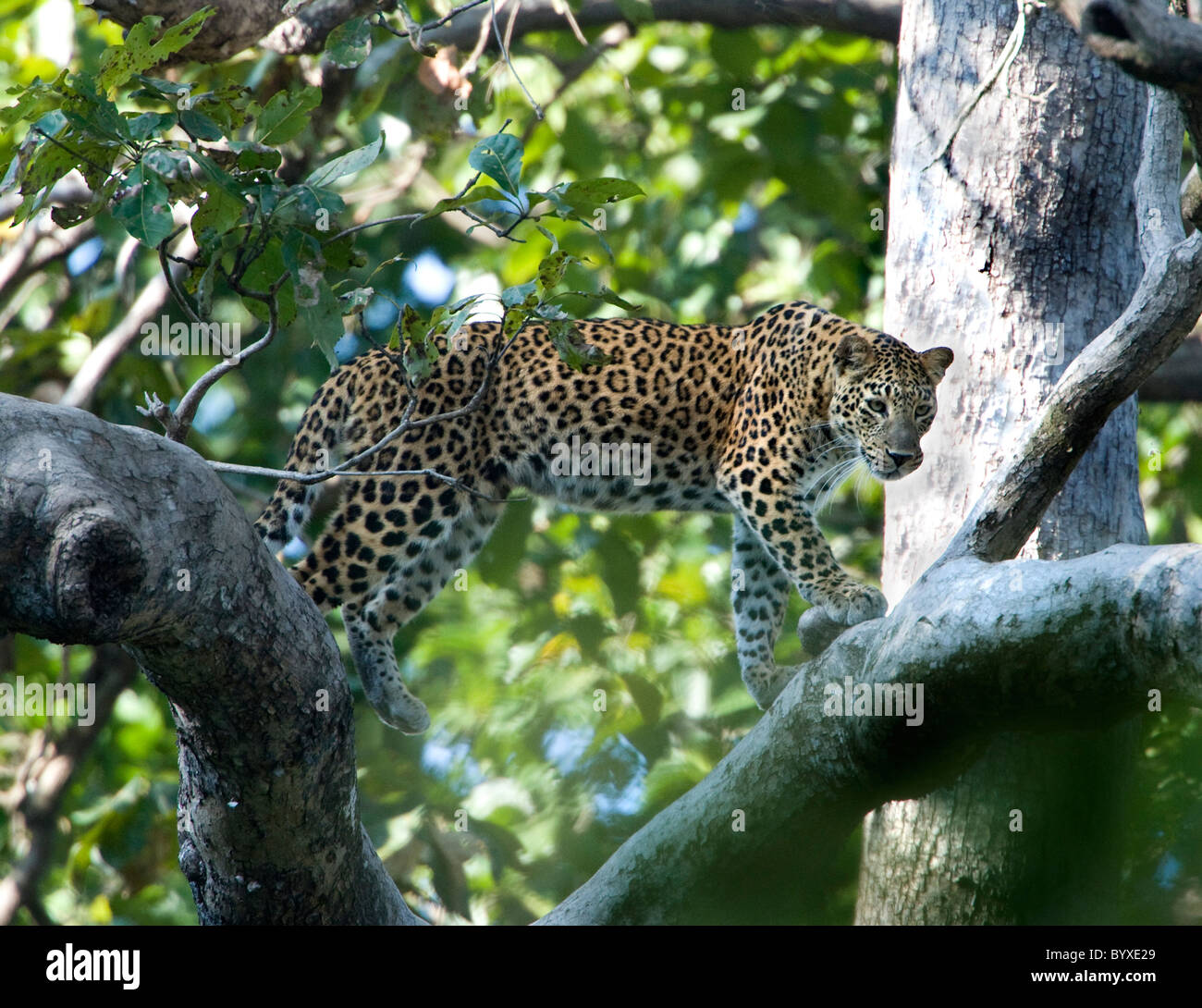 Asian Leopard Panthera pardus walking tree branch Stock Photo
