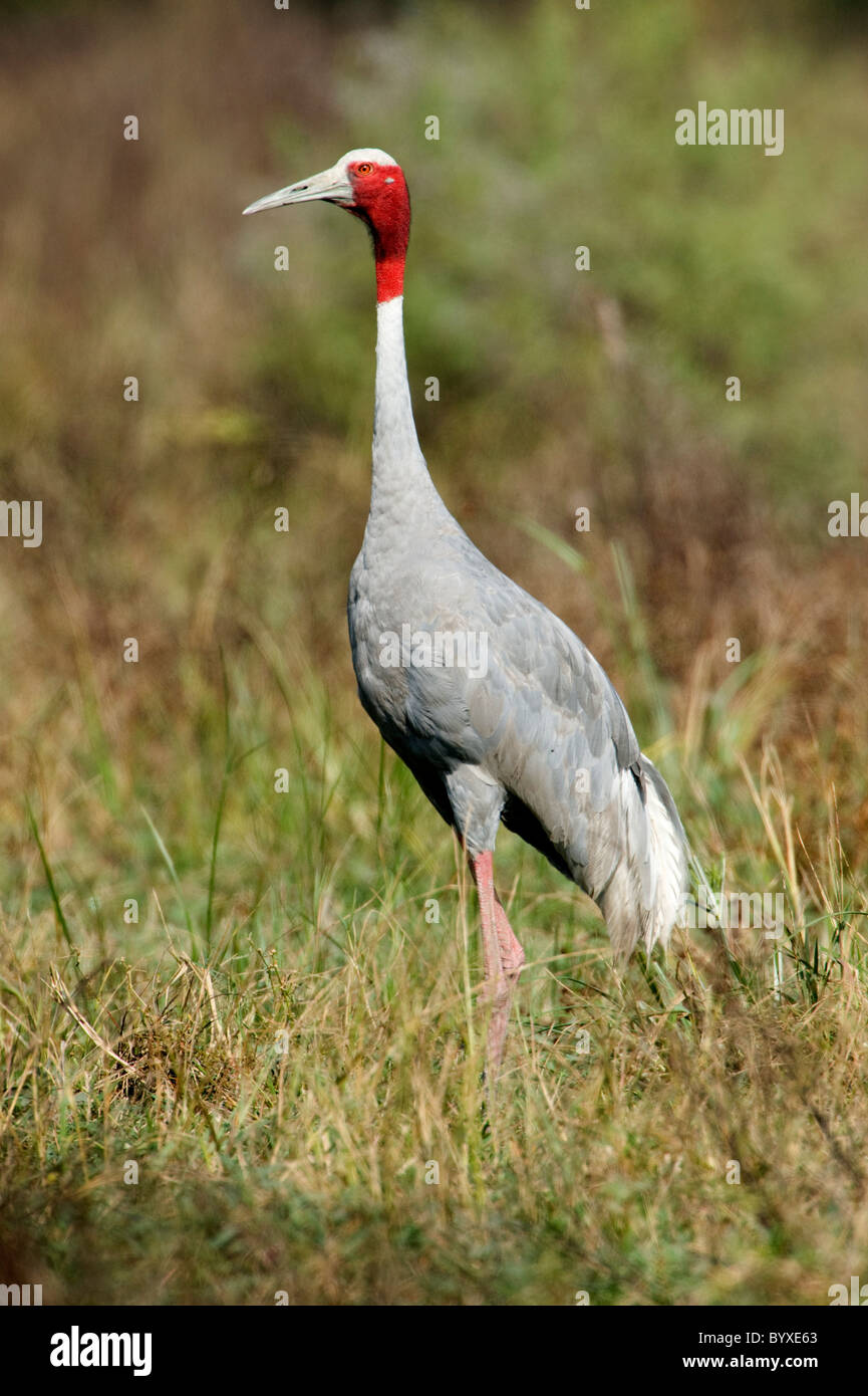 Sarus Crane Grus antigone Keoladeo Ghana India Stock Photo