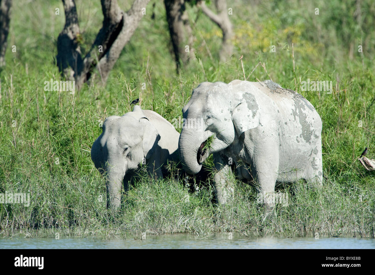 Asian Elephants Elephas maximus feeding India Stock Photo
