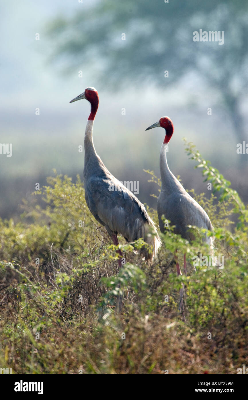 Sarus Crane Grus antigone Keoladeo Ghana India Stock Photo