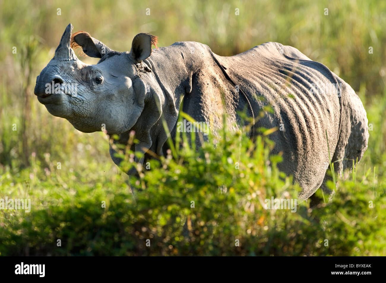 Assam animals hi-res stock photography and images - Alamy