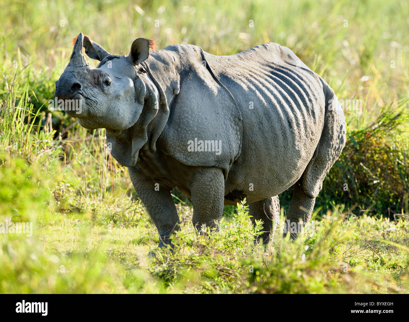 Indian Rhino Rhinoceros unicornis Kaziranga Assam Stock Photo