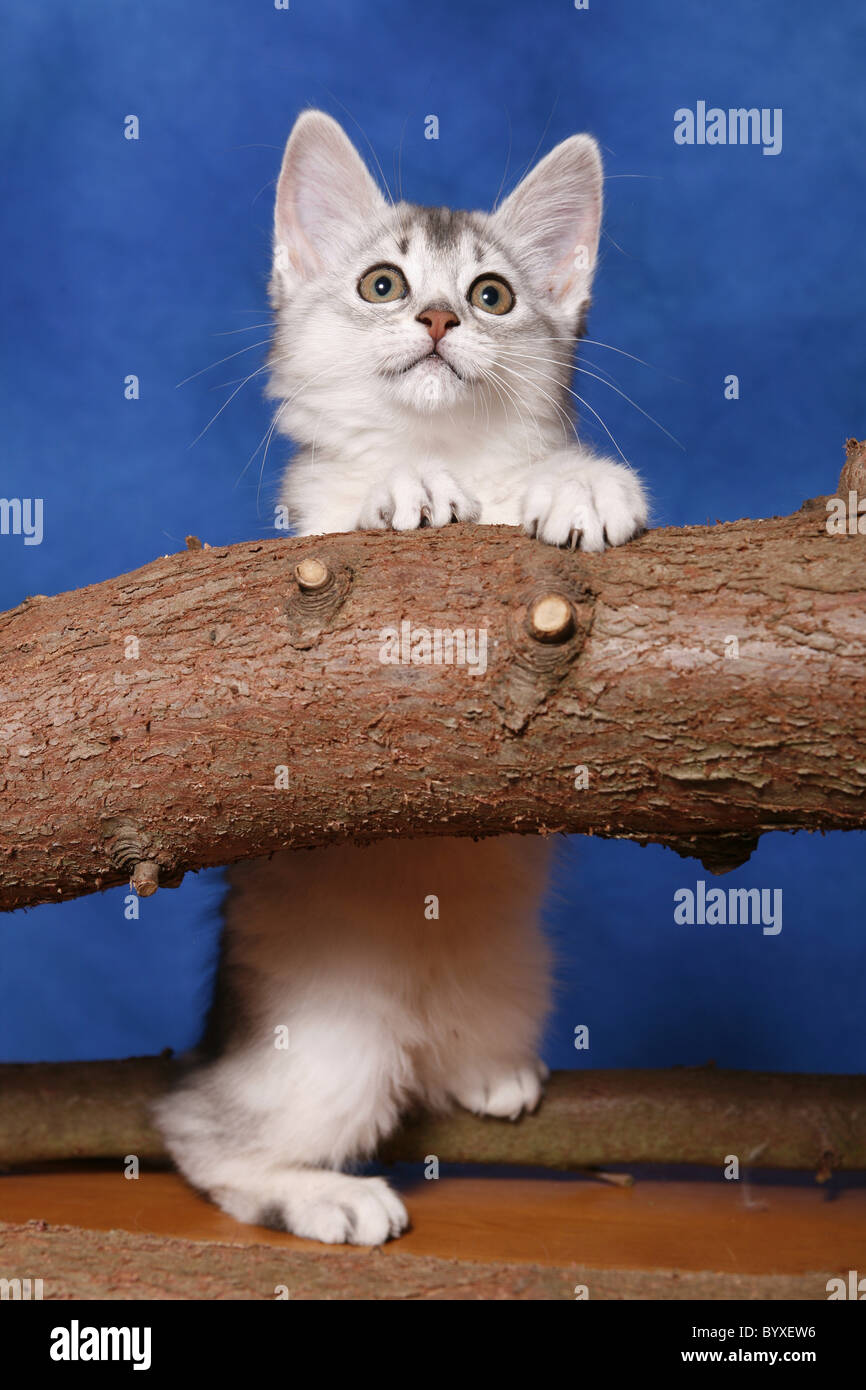Somali Kätzchen / Somali Kitten Stock Photo - Alamy