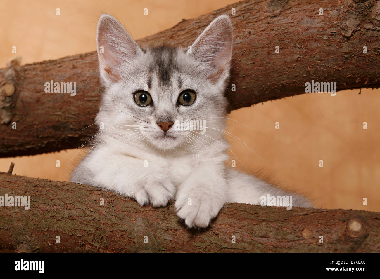 Somali Kätzchen / Somali Kitten Stock Photo - Alamy
