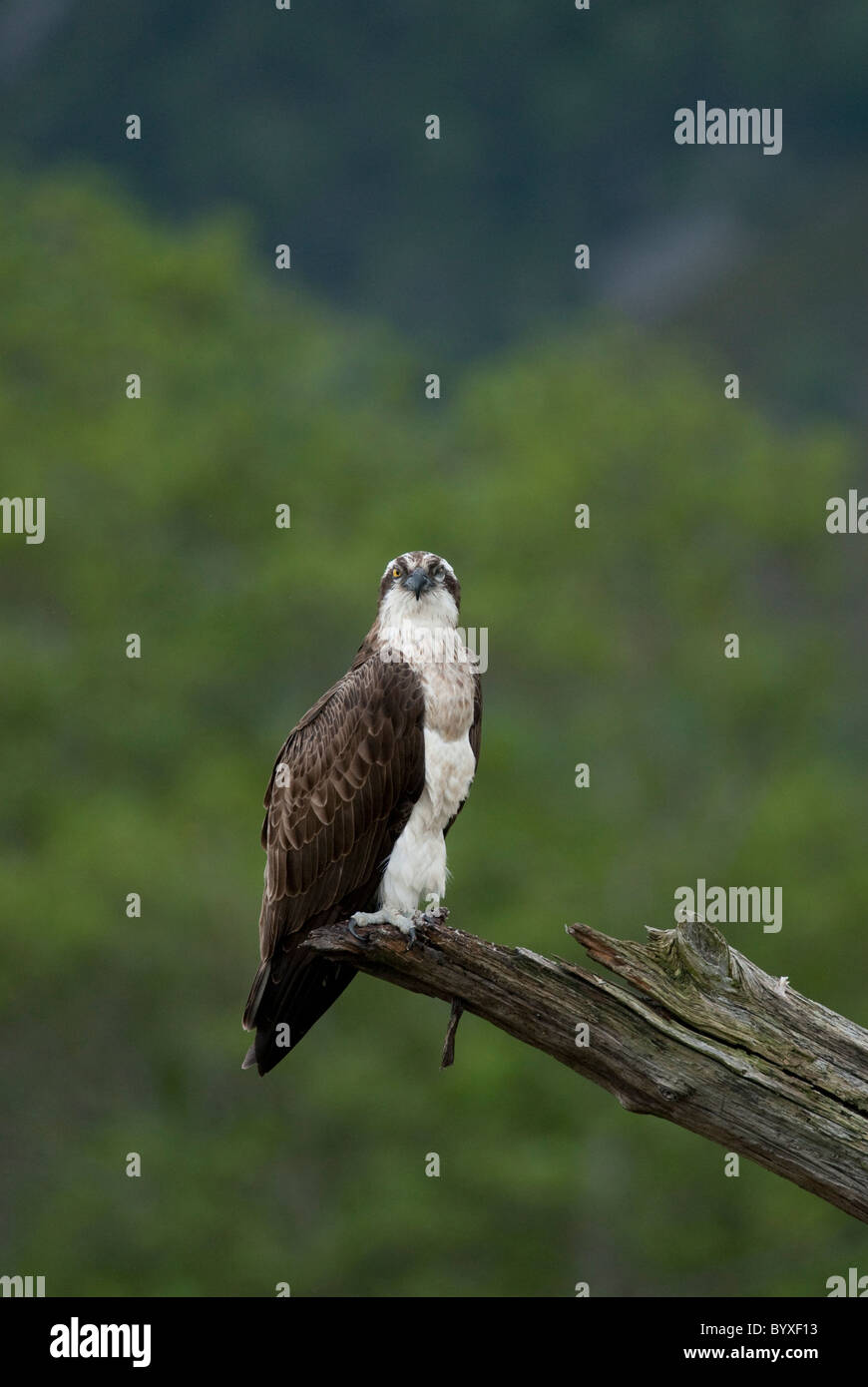Male osprey hires stock photography and images Alamy