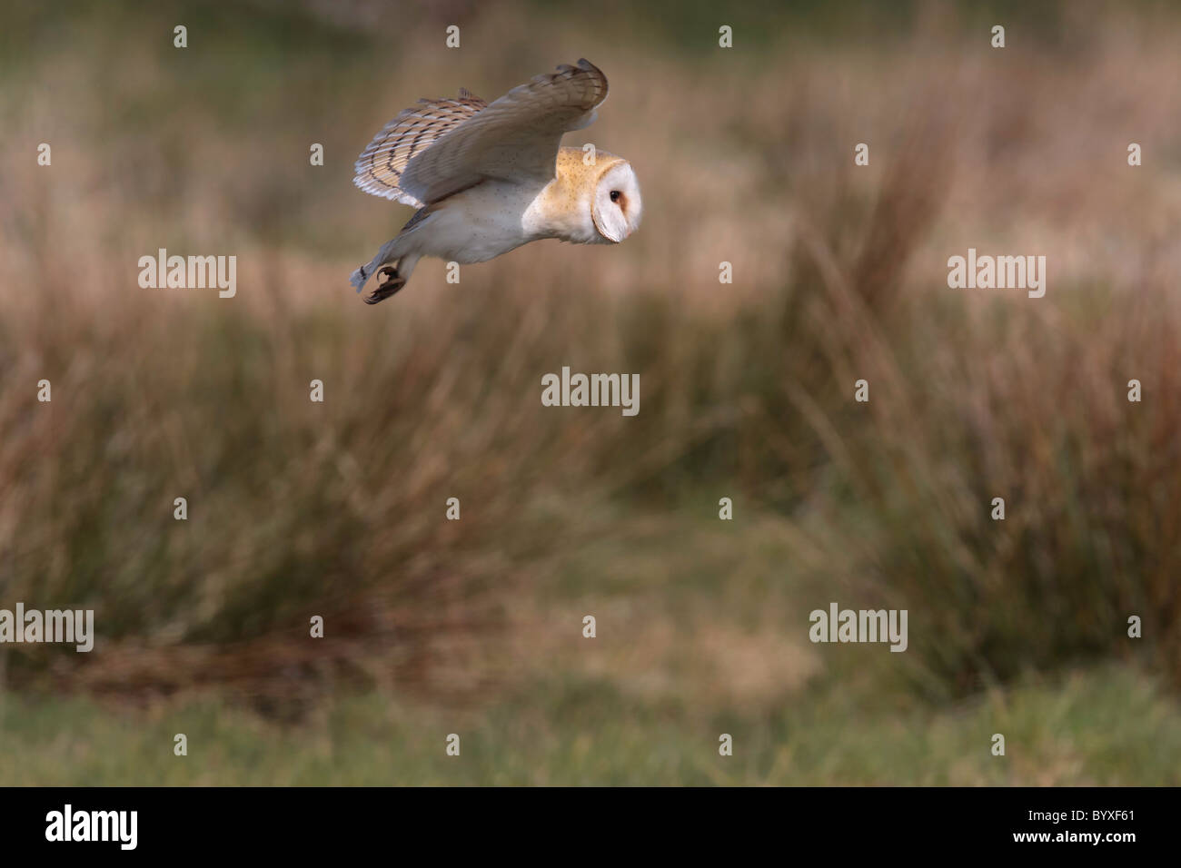 Barn owl in flight hunting for prey over heathland Stock Photo - Alamy