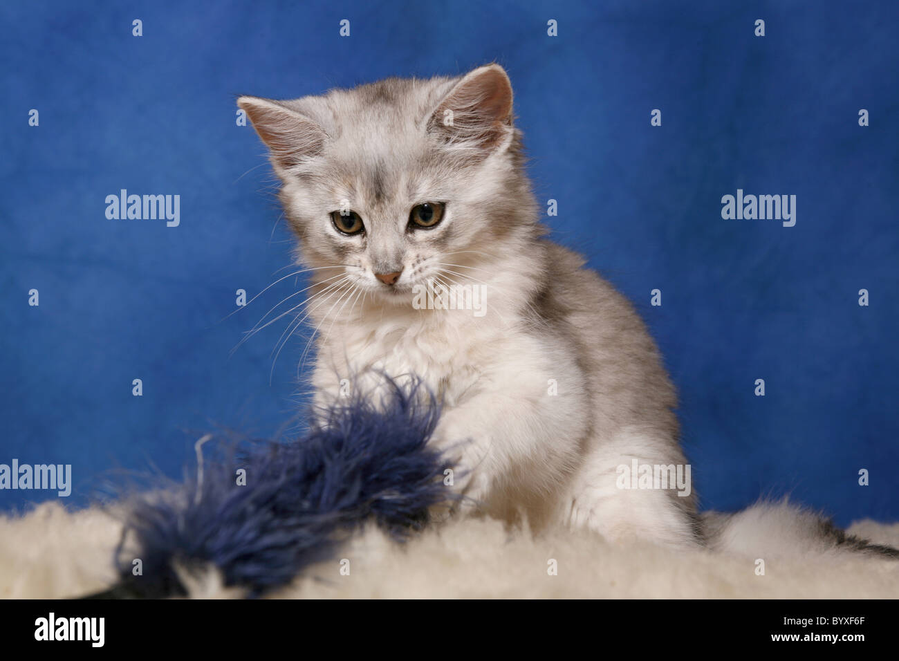 Somali Kätzchen / Somali Kitten Stock Photo - Alamy