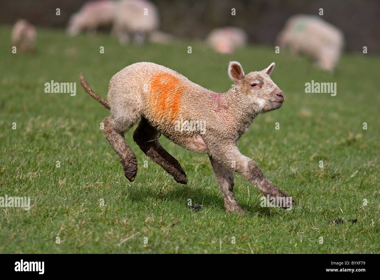 Lamb Devon UK Stock Photo