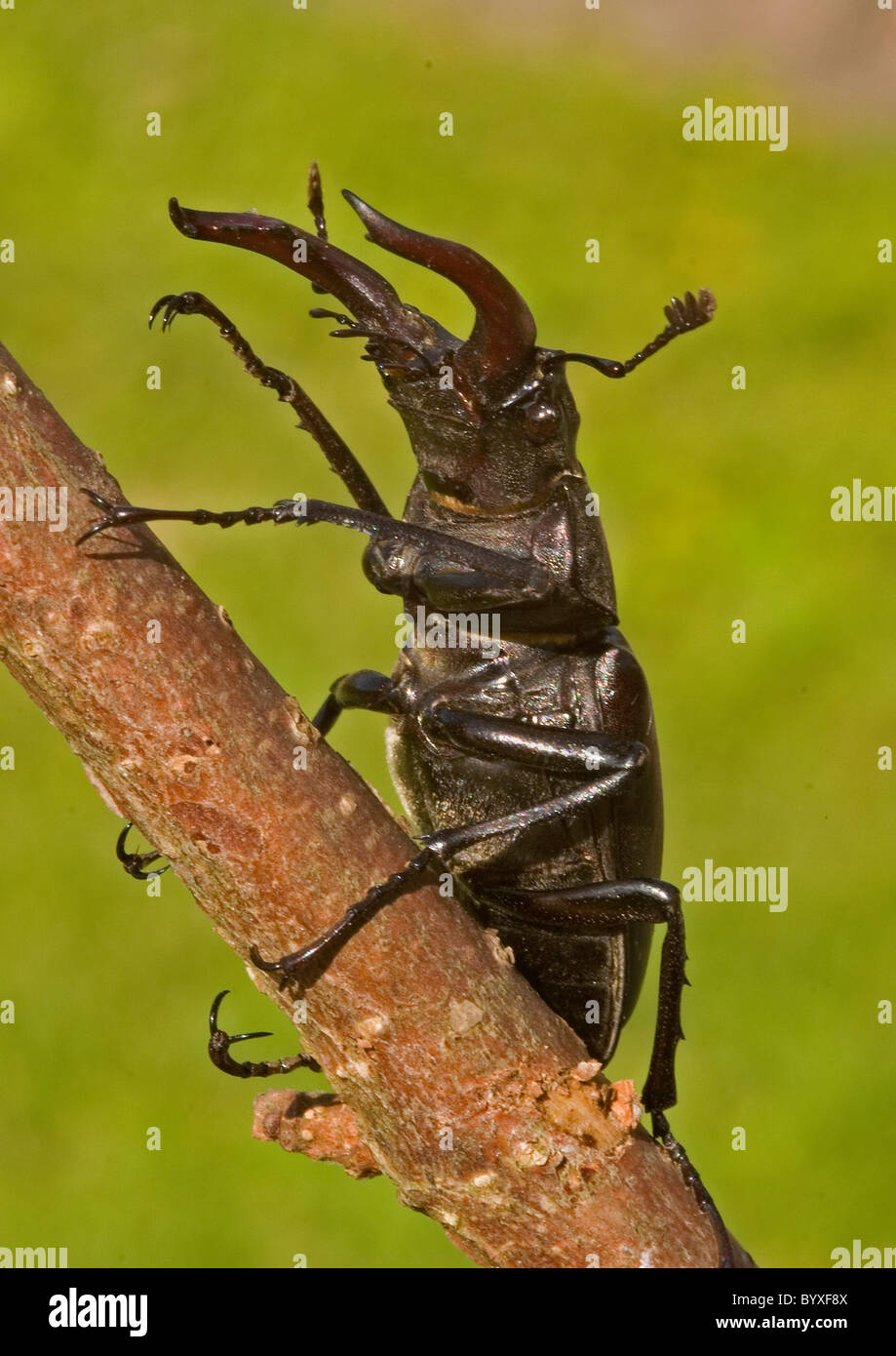 Stag beetle; lucanus cervis; Devon UK Stock Photo