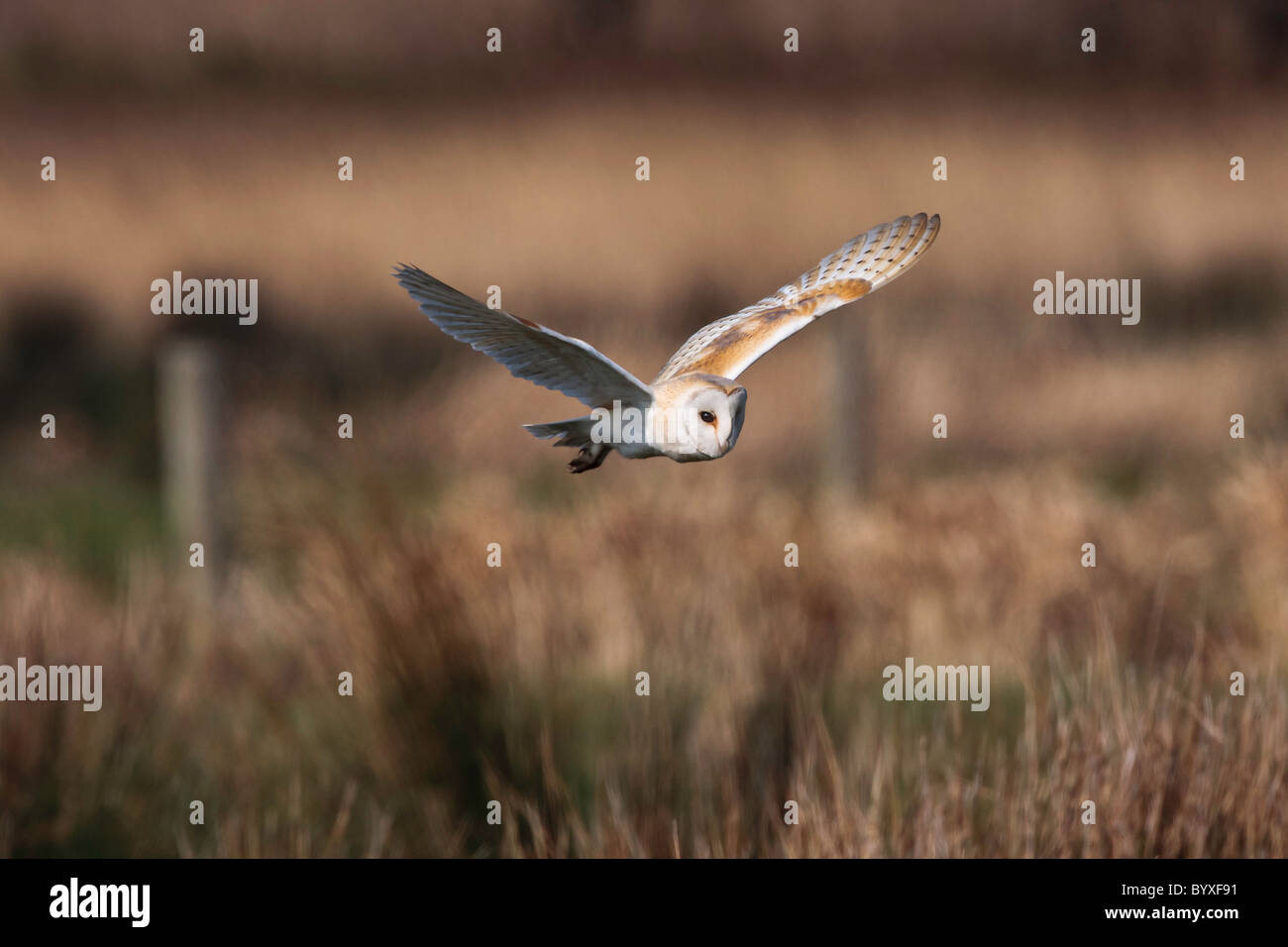 Barn owl in flight hunting for prey over heathland Stock Photo - Alamy