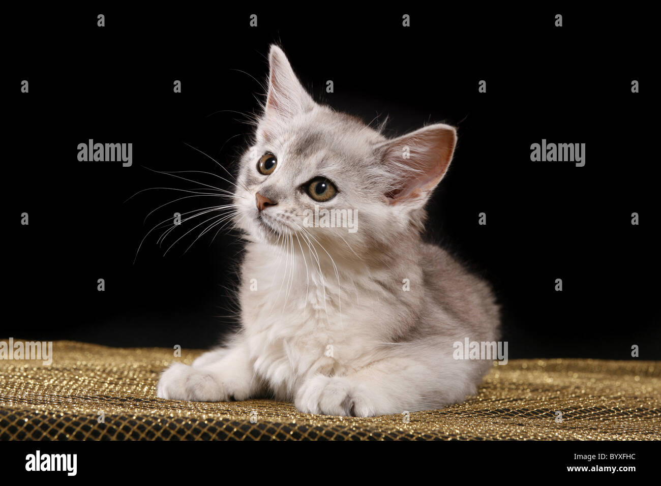 Somali Kätzchen / Somali Kitten Stock Photo - Alamy