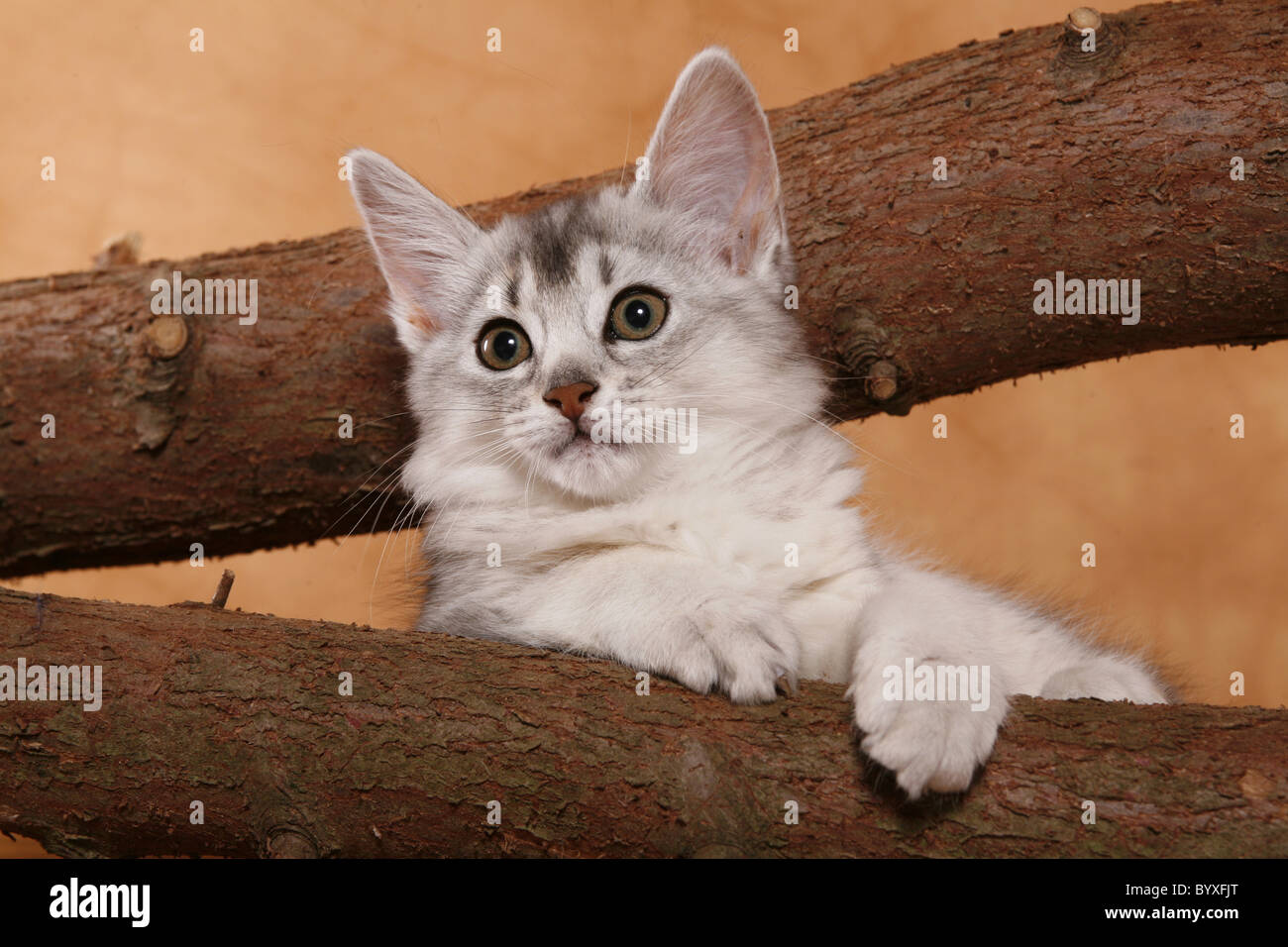 Somali Kätzchen / Somali Kitten Stock Photo - Alamy
