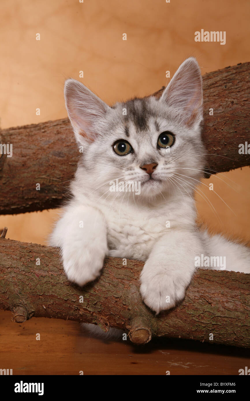Somali Kätzchen / Somali Kitten Stock Photo - Alamy