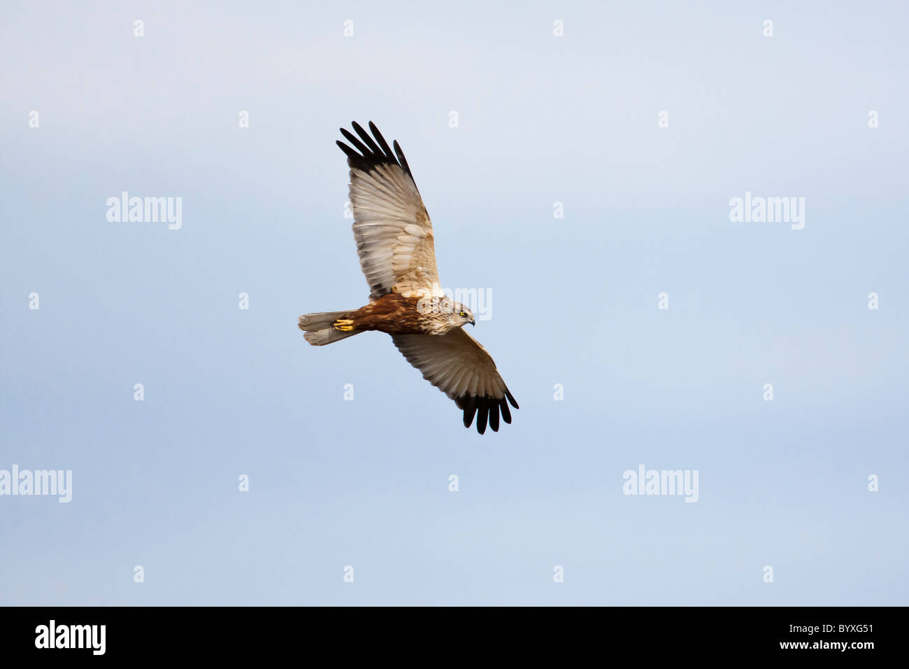 Marsh harrier in flight against a clear blue sky Stock Photo