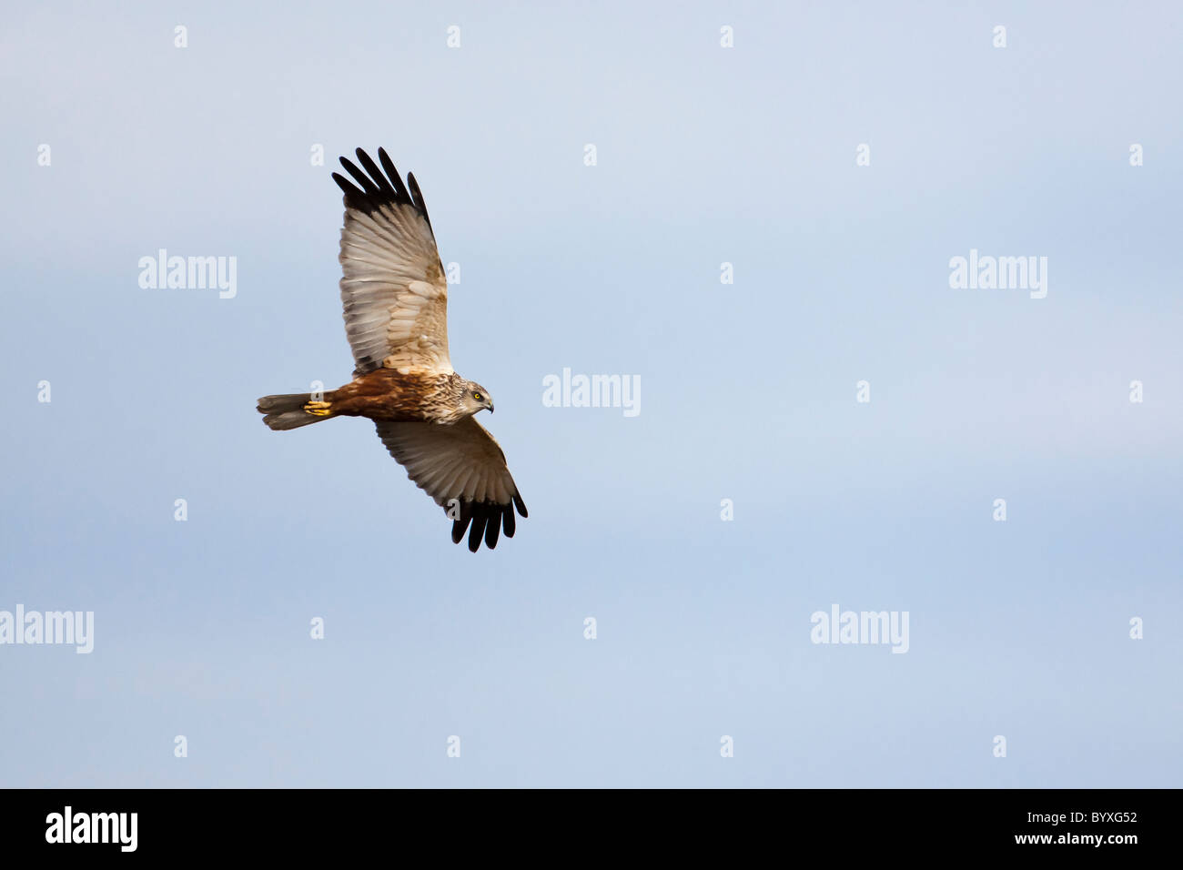 Marsh harrier in flight against a clear blue sky Stock Photo