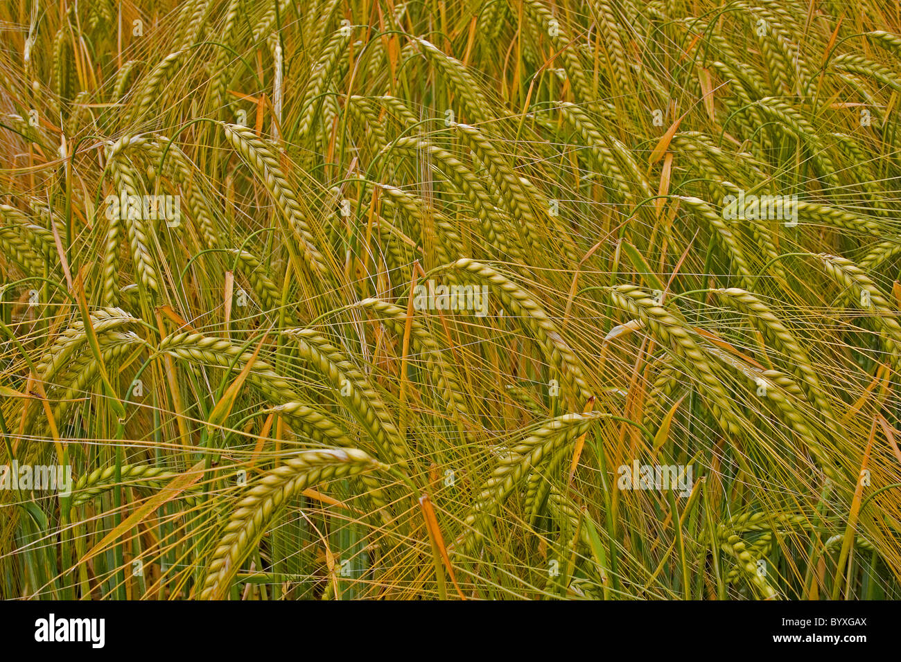 Wheat triticum Devon UK Stock Photo