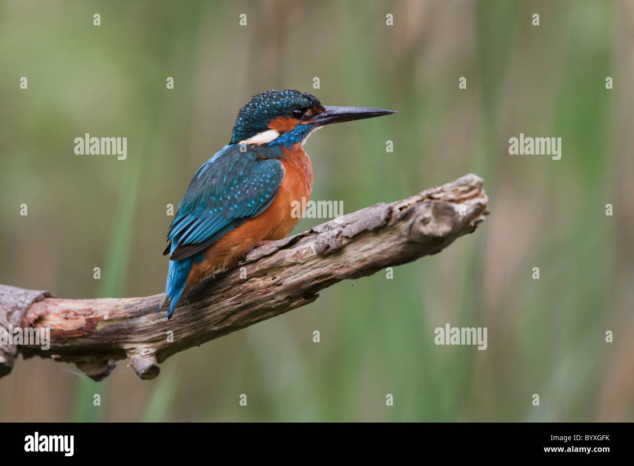 Kingfisher on a perch Stock Photo