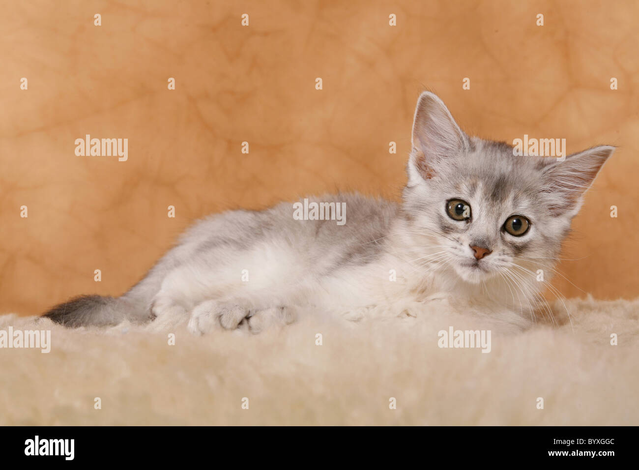 Somali Kätzchen / Somali Kitten Stock Photo - Alamy