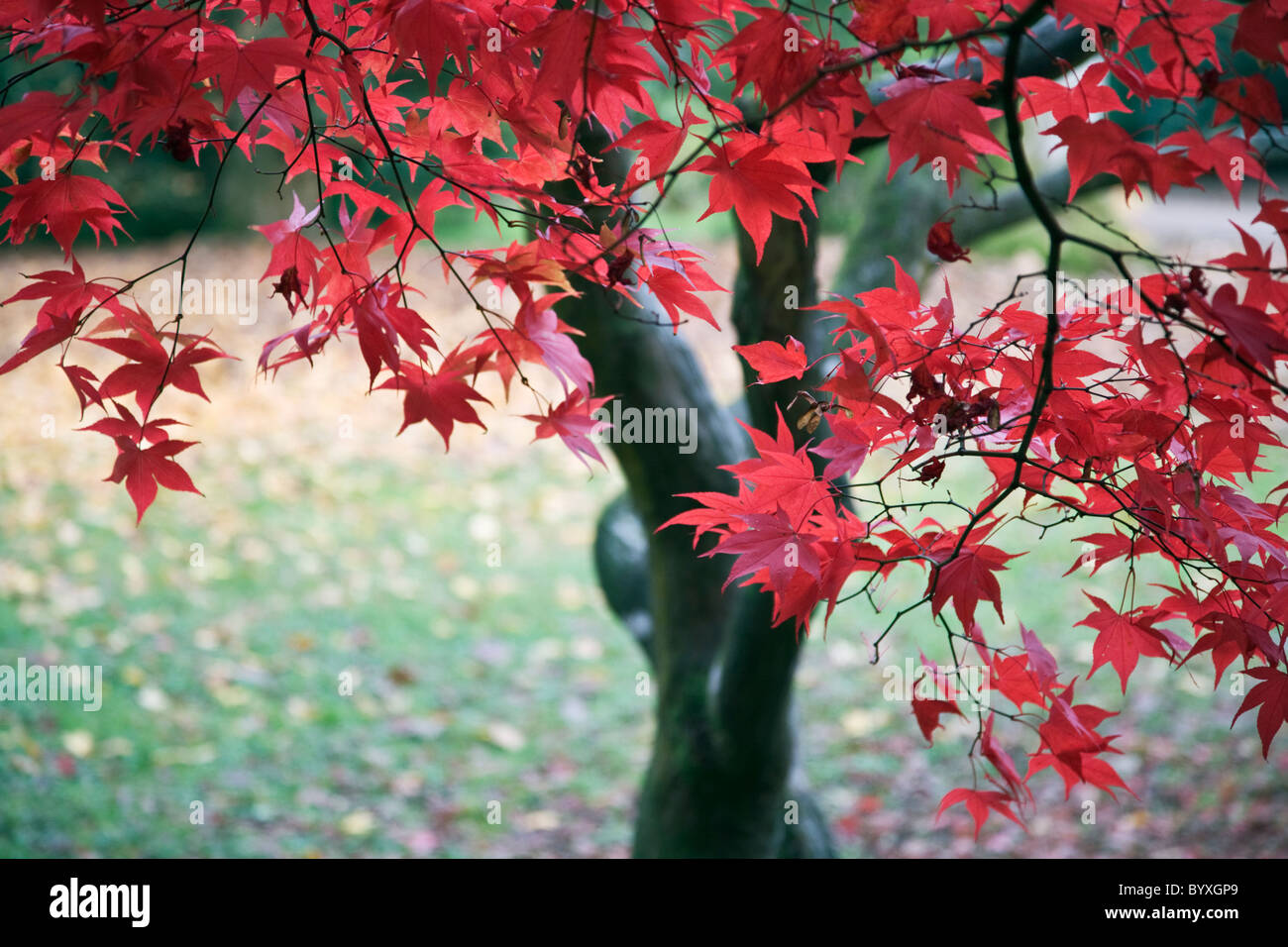 Detail of an acer at the National Arboretum at Westonbirt, Gloucestershire, England Stock Photo