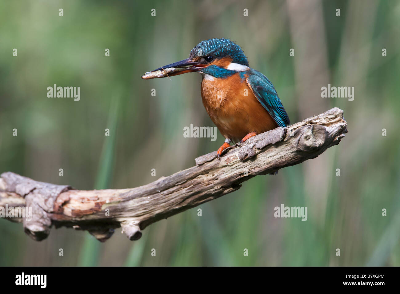 Kingfisher on a natural perch with a small fish in its beak Stock Photo