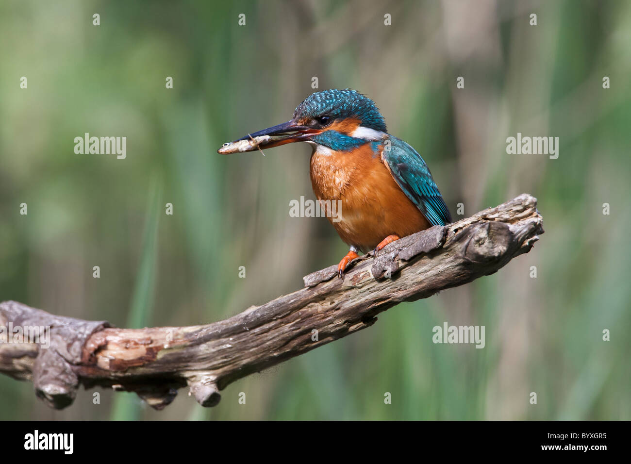 Kingfisher on a natural perch with a small fish in its beak Stock Photo
