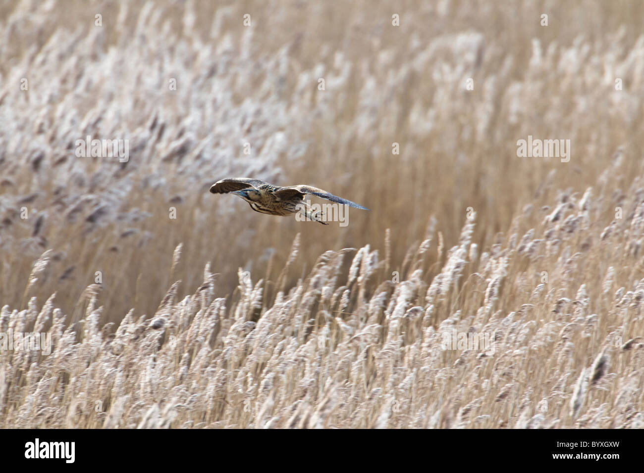 Flying Over Reed Beds High Resolution Stock Photography and Images - Alamy