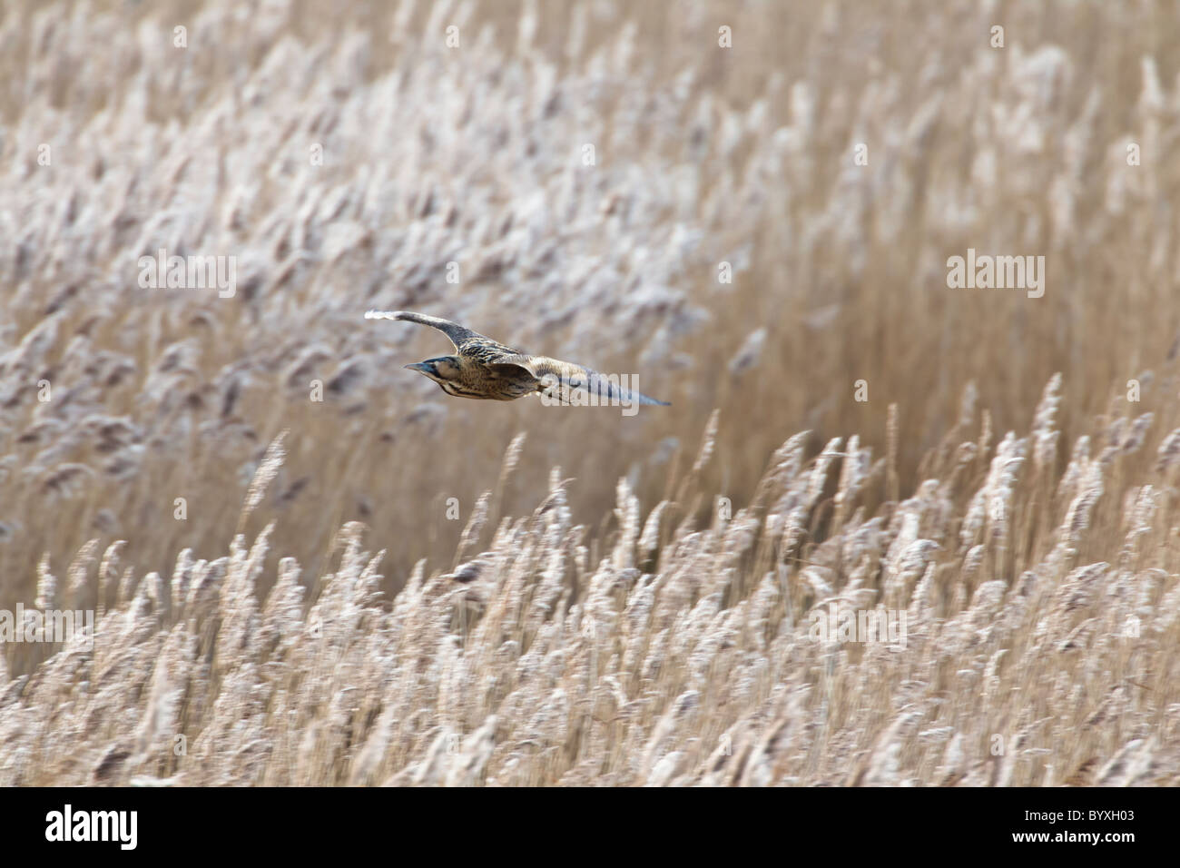 Bittern in flight over a reed bed Stock Photo
