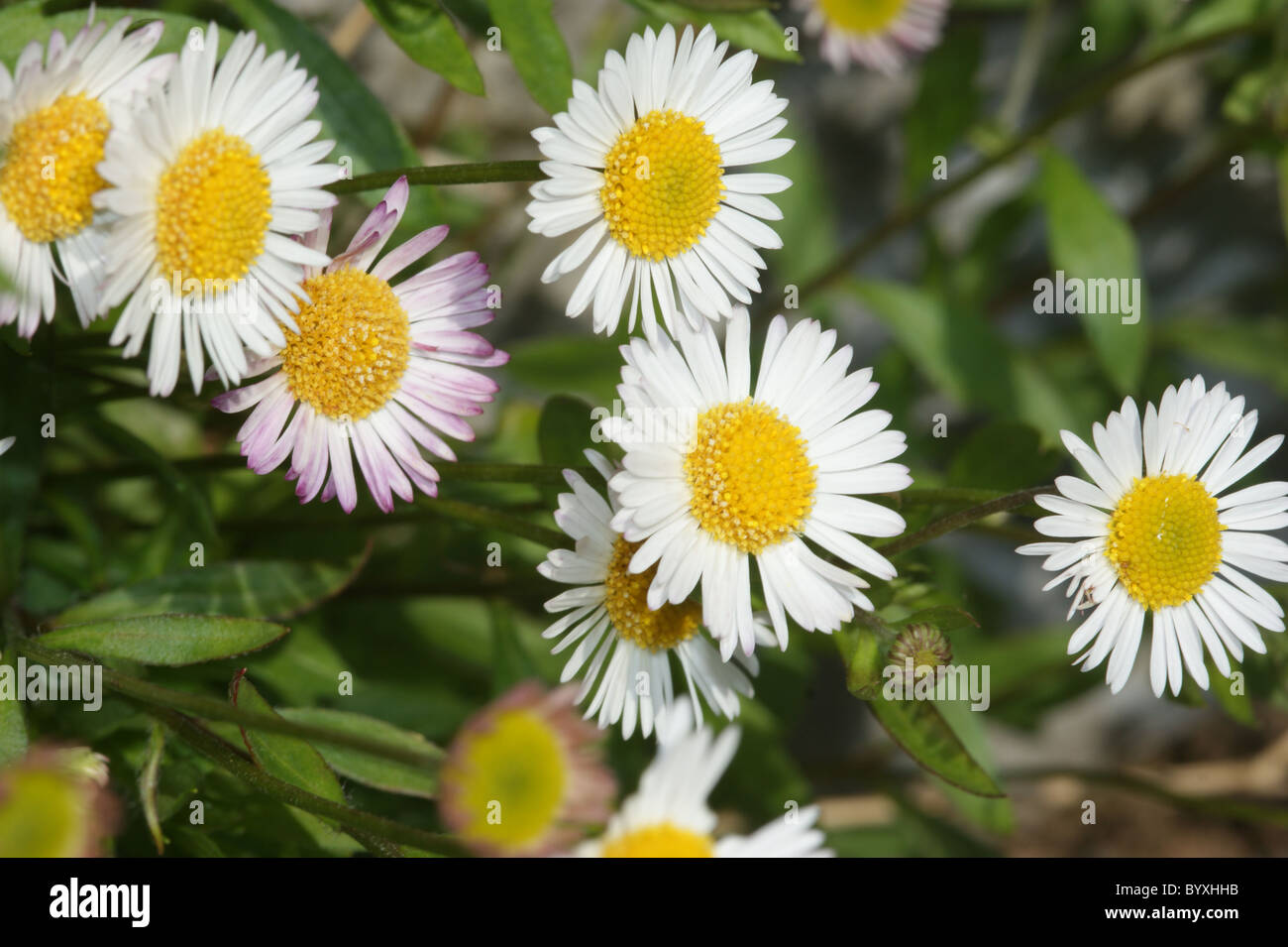 Erigeron karvinskianus Stock Photo Alamy