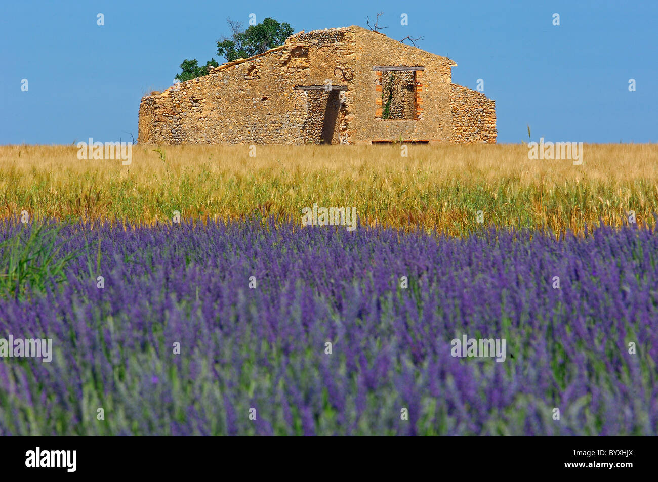 Lavender field in full blossom at Plateau de Valensole. Alpes-de-Haute-Provence. Valensole, France. Stock Photo