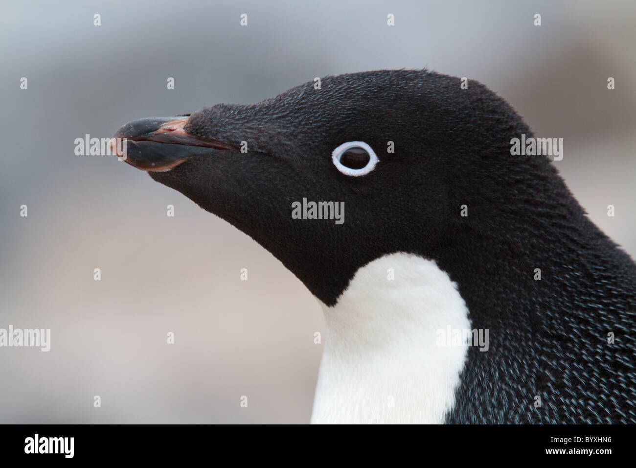 Close-up of Adelie Penguin (Pygoscelis adeliae), Paulet Island, Antarctic Peninsula Stock Photo
