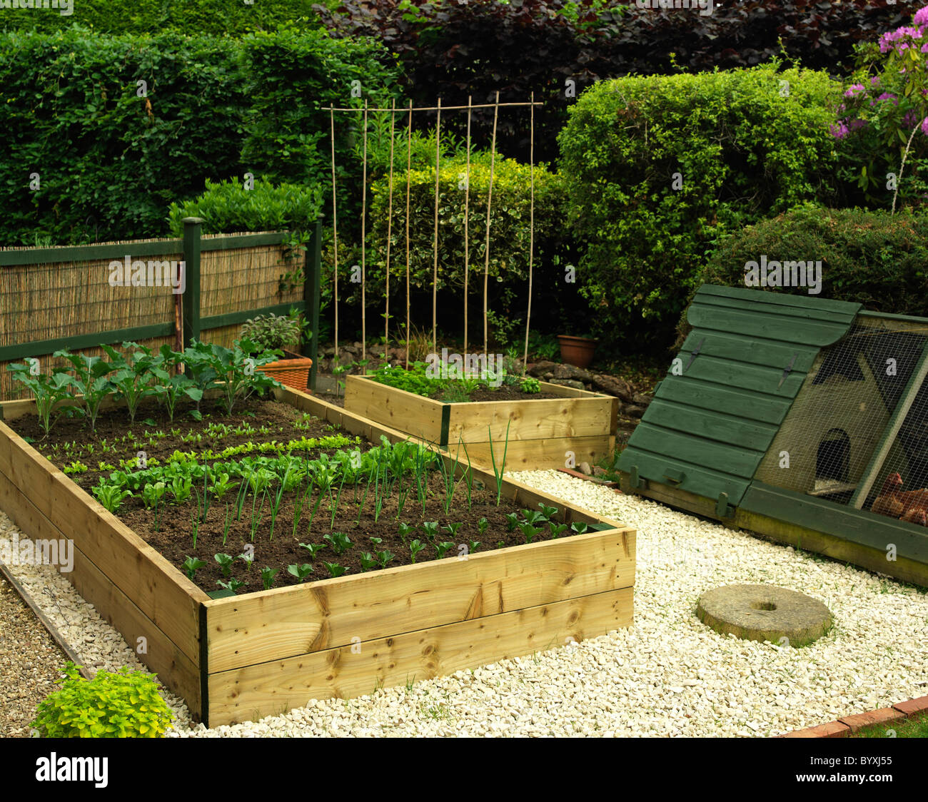 Compact garden,raised domestic garden vegetable beds with plants and chicken coop Stock Photo