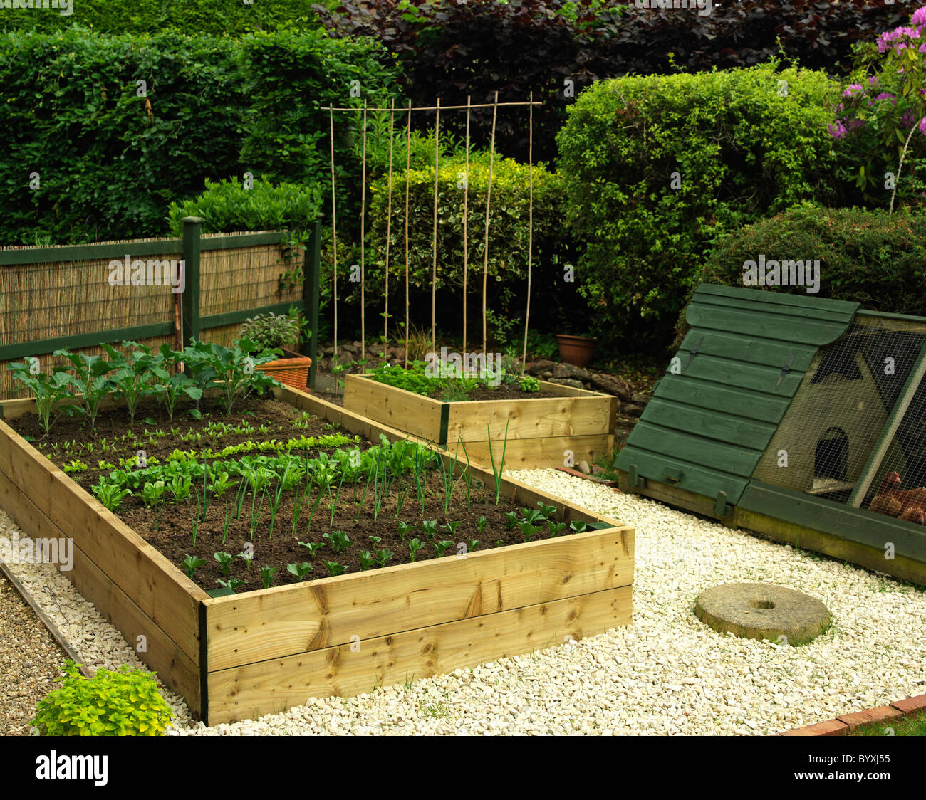 Compact garden,raised domestic garden vegetable beds with plants and