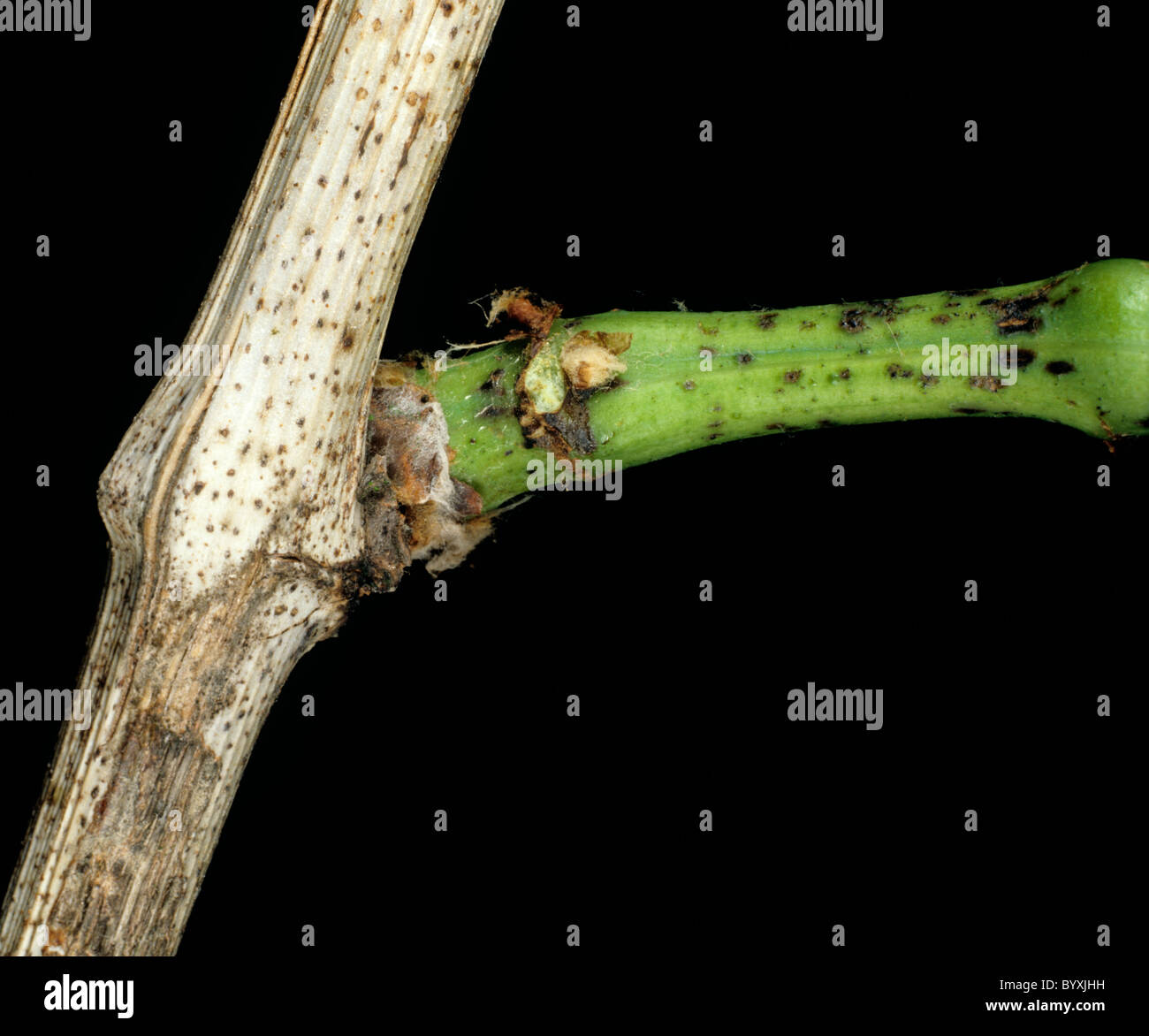 Dead-arm or excoriose (Phomopsis viticola) lesions on new growth and pyncnidia on old stem Stock Photo