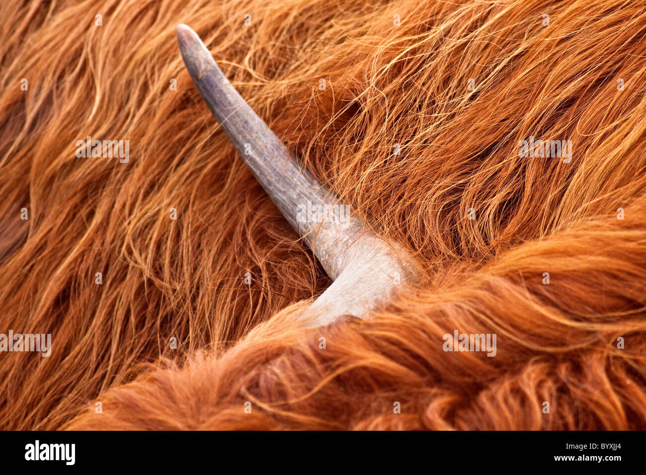 Bulls horn and hair Stock Photo