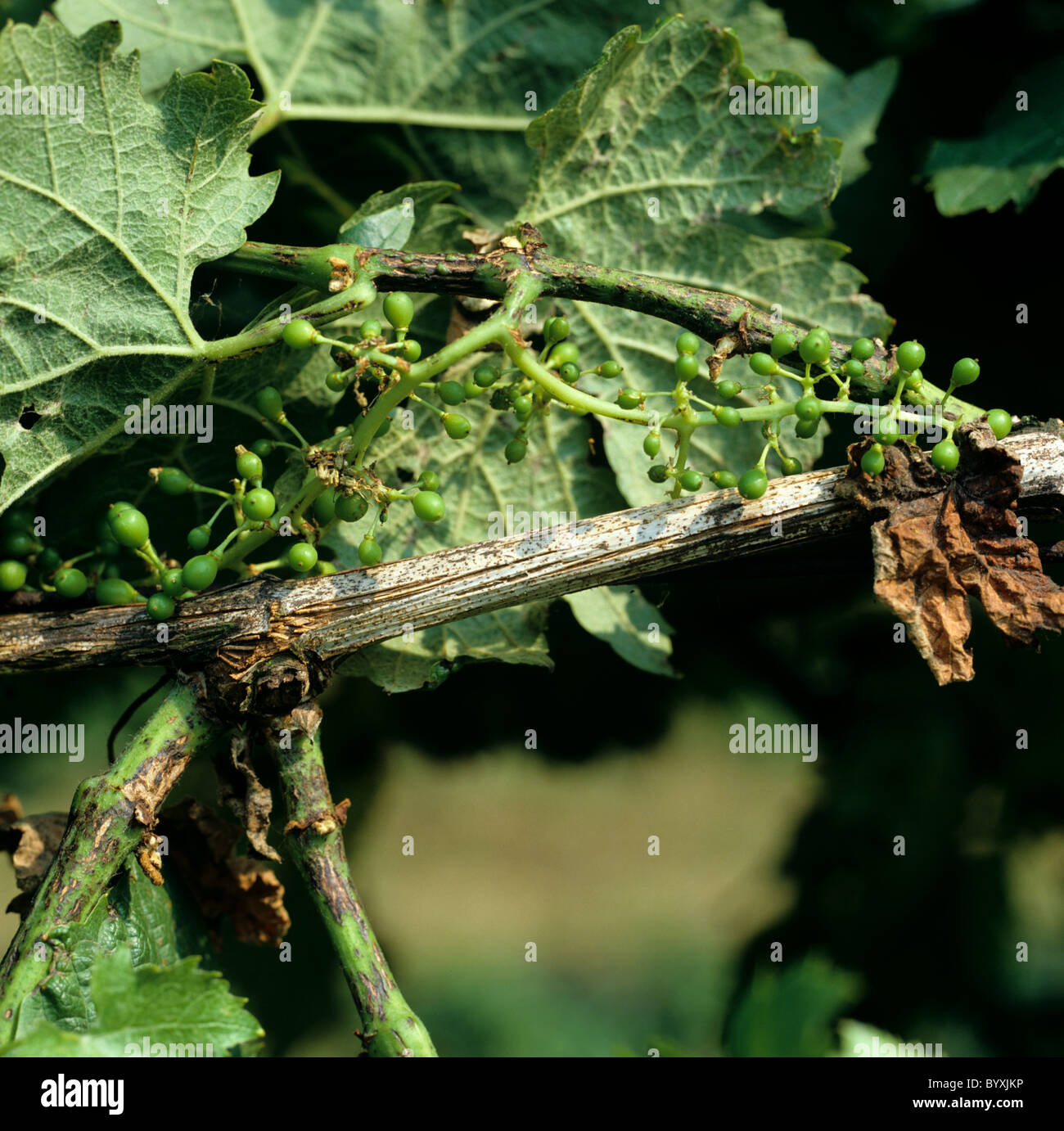 Dead-arm or excoriose (Phomopsis viticola) lesions on new growth and pyncnidia on old stem Stock Photo