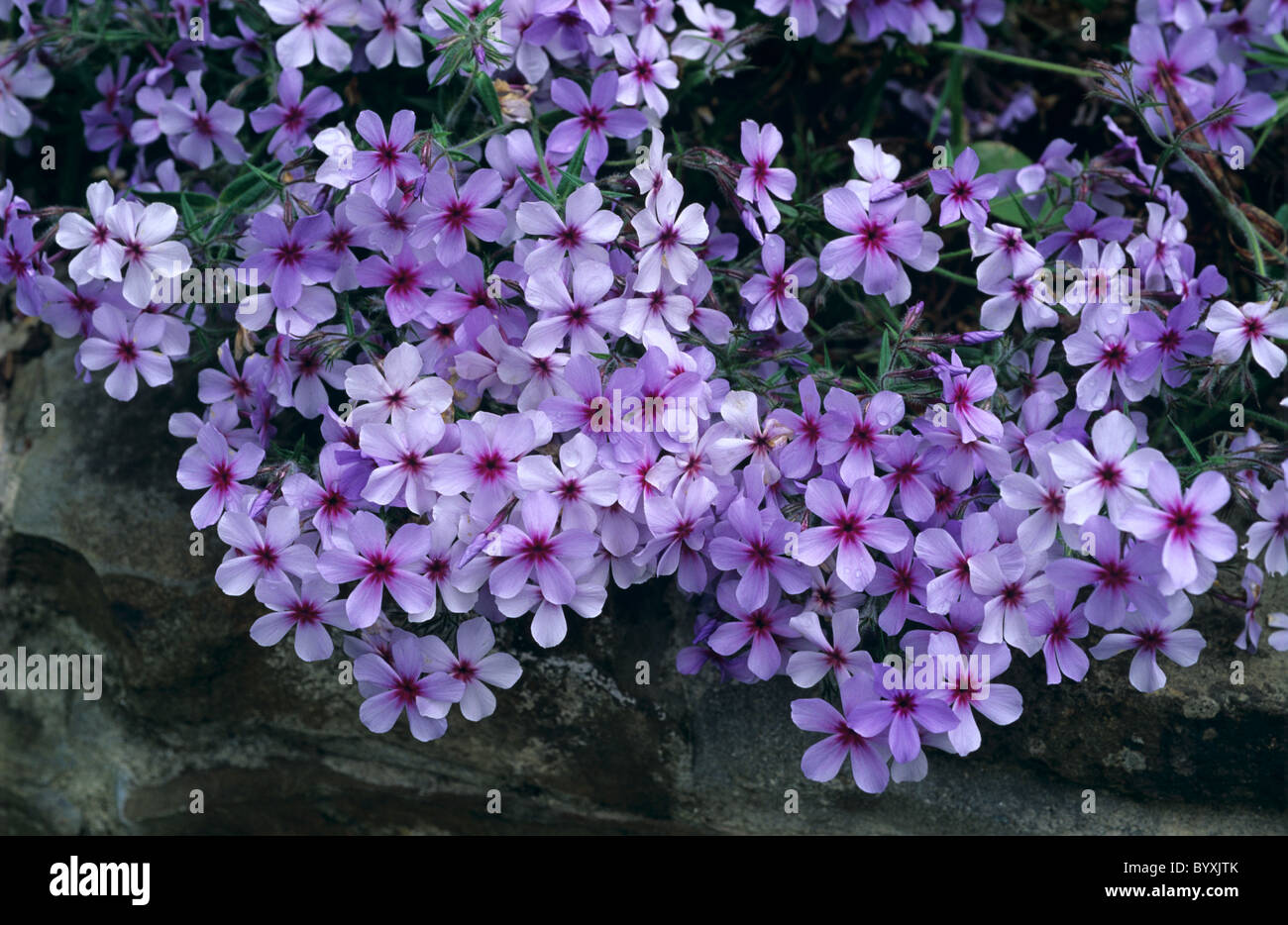 Phlox 'Chatahoochee' pink flowering rock plant Stock Photo